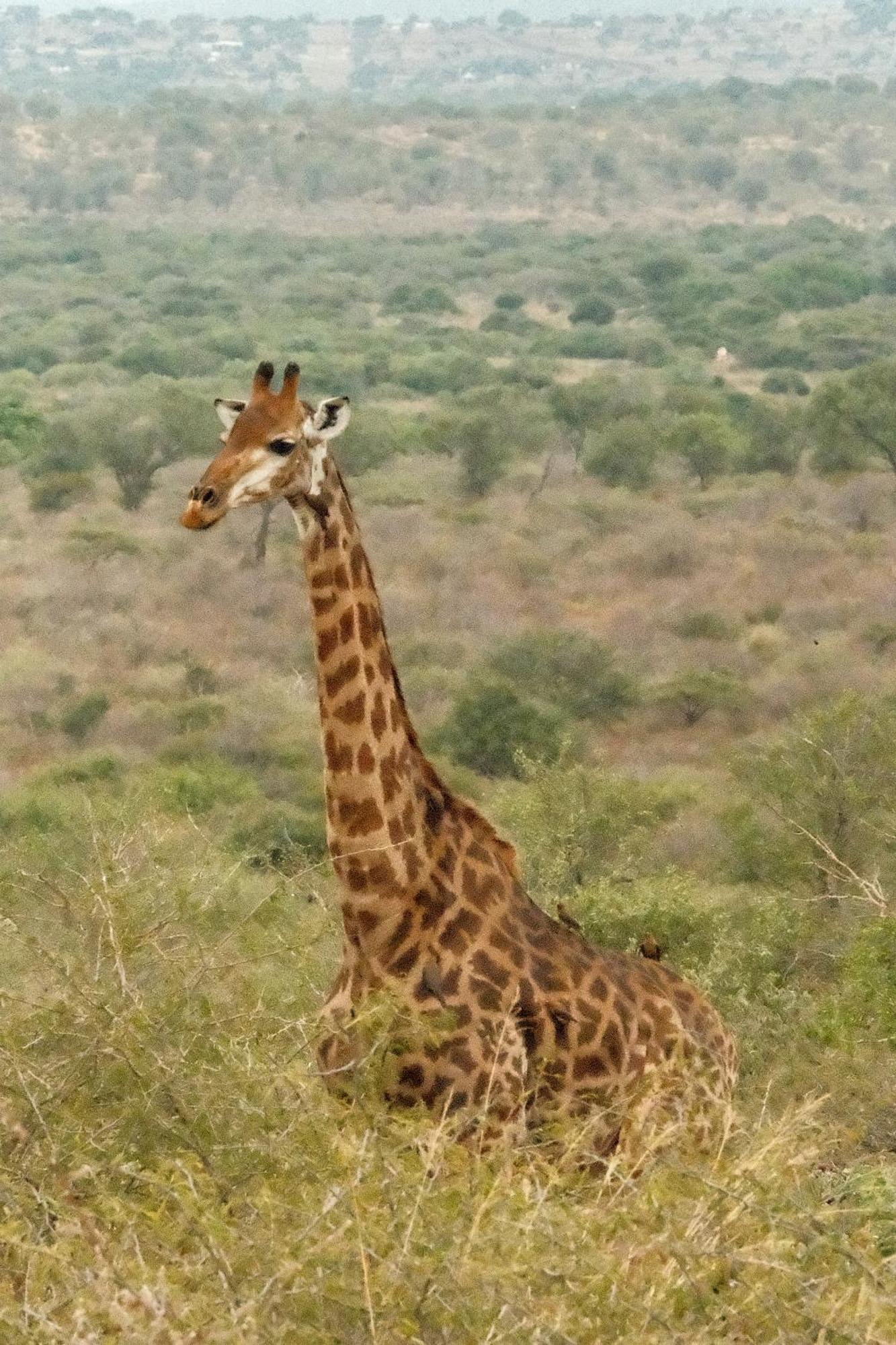 Africamps At White Elephant Safaris ポンゴーラ エクステリア 写真