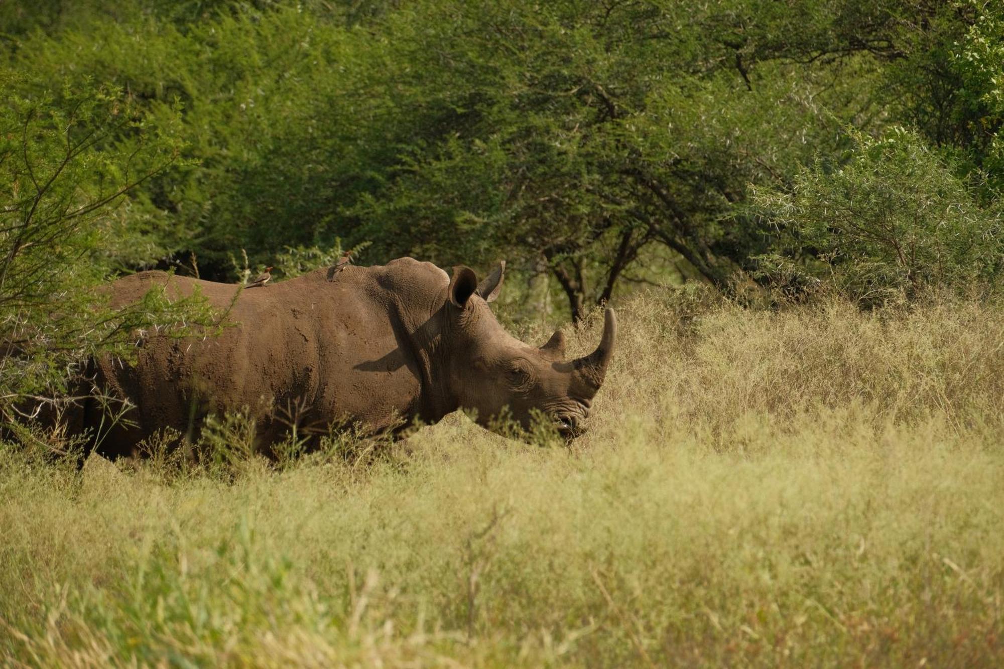 Africamps At White Elephant Safaris ポンゴーラ エクステリア 写真