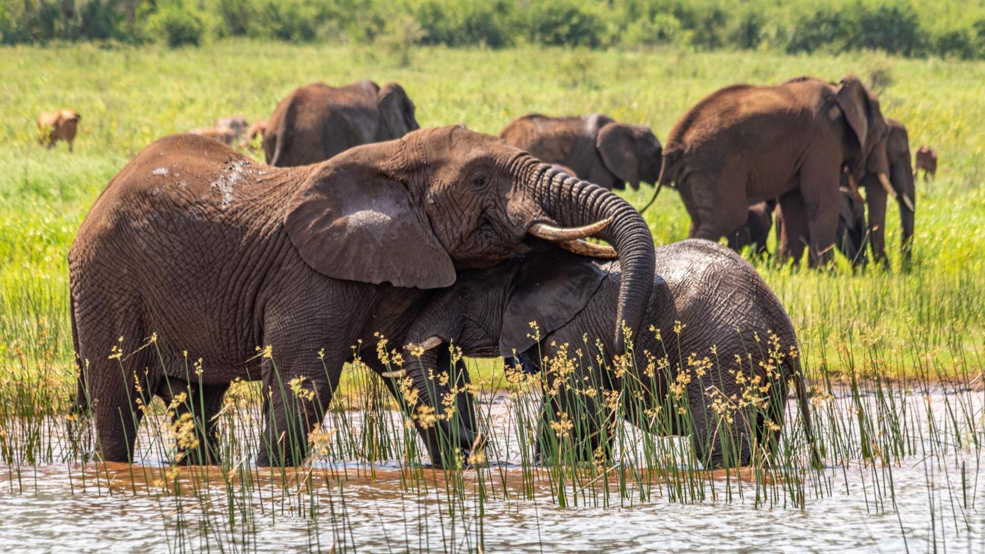 Africamps At White Elephant Safaris ポンゴーラ エクステリア 写真