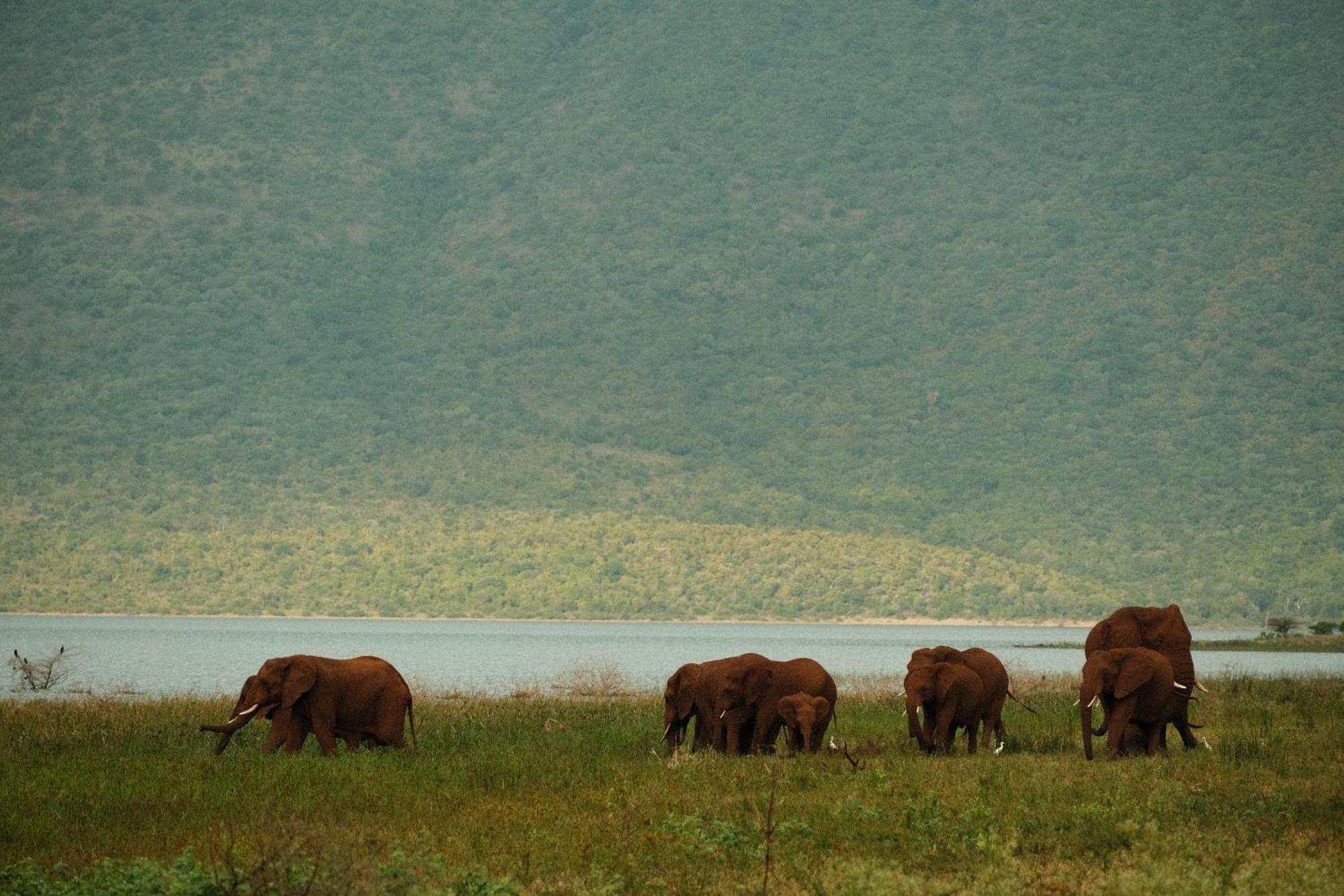 Africamps At White Elephant Safaris ポンゴーラ エクステリア 写真